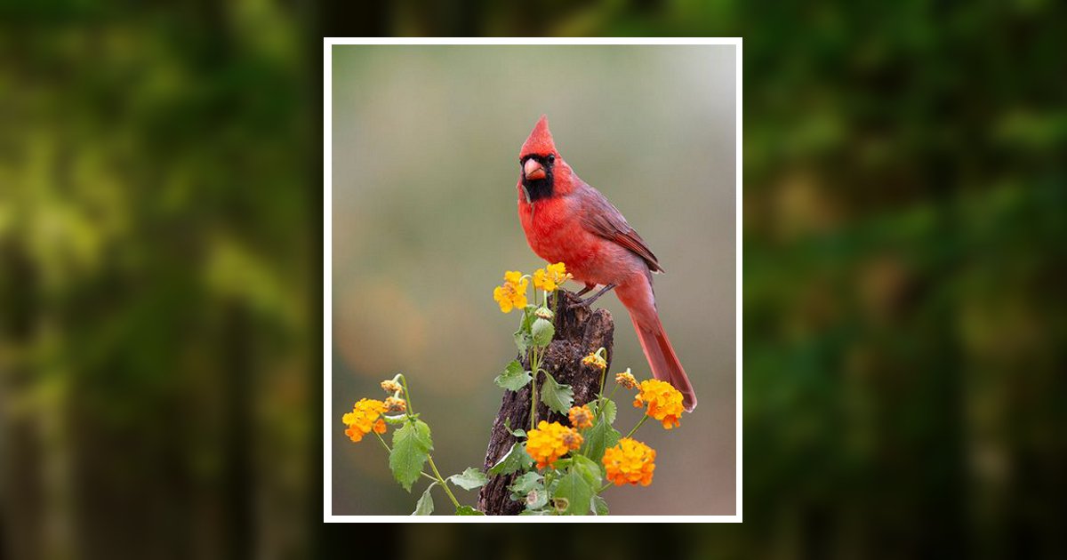 Gloria Mckinney Obituary, Barrington, IL