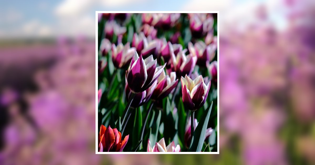 Mary Daily Obituary, Nashville, TN