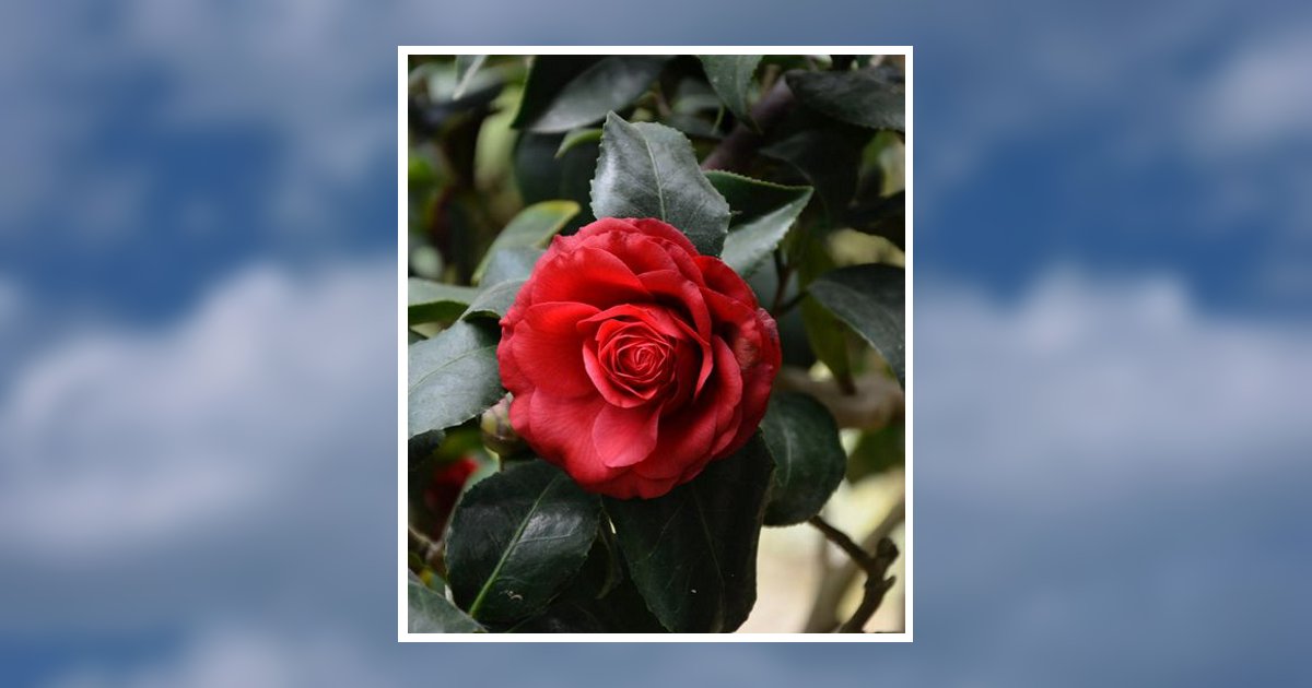 Linda Carol Westberg Obituary March 9, 2026 - Joseph W. Jones Funeral Home & Crematory