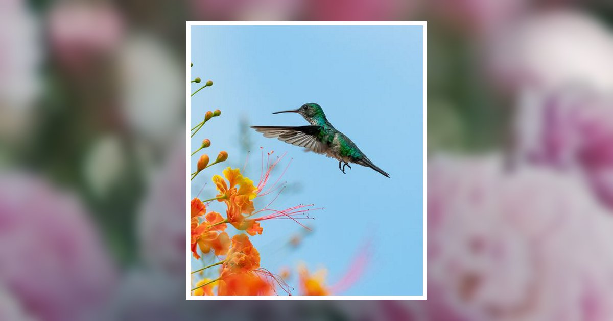 Frances Mcallister Obituary, Enosburg Falls, VT