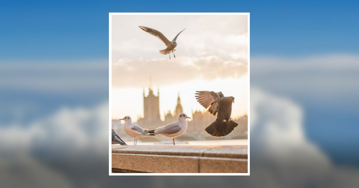 Mark Allen Ward Obituary 2024 Rose Neath Funeral Homes