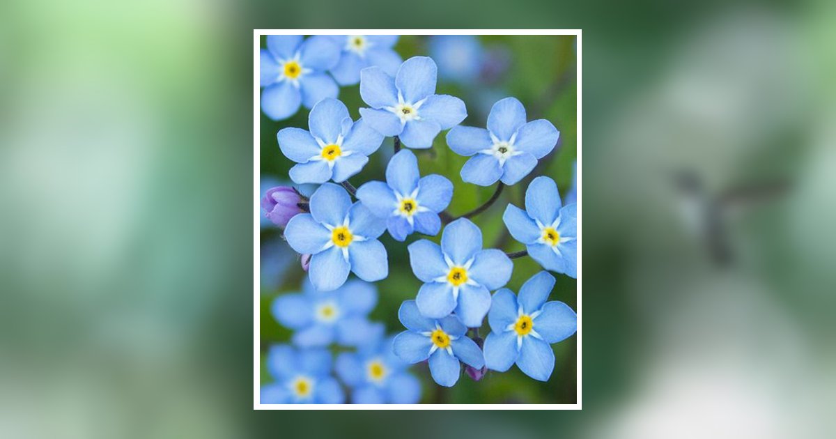 Vicki L. Smet Obituary, Plainfield, WI