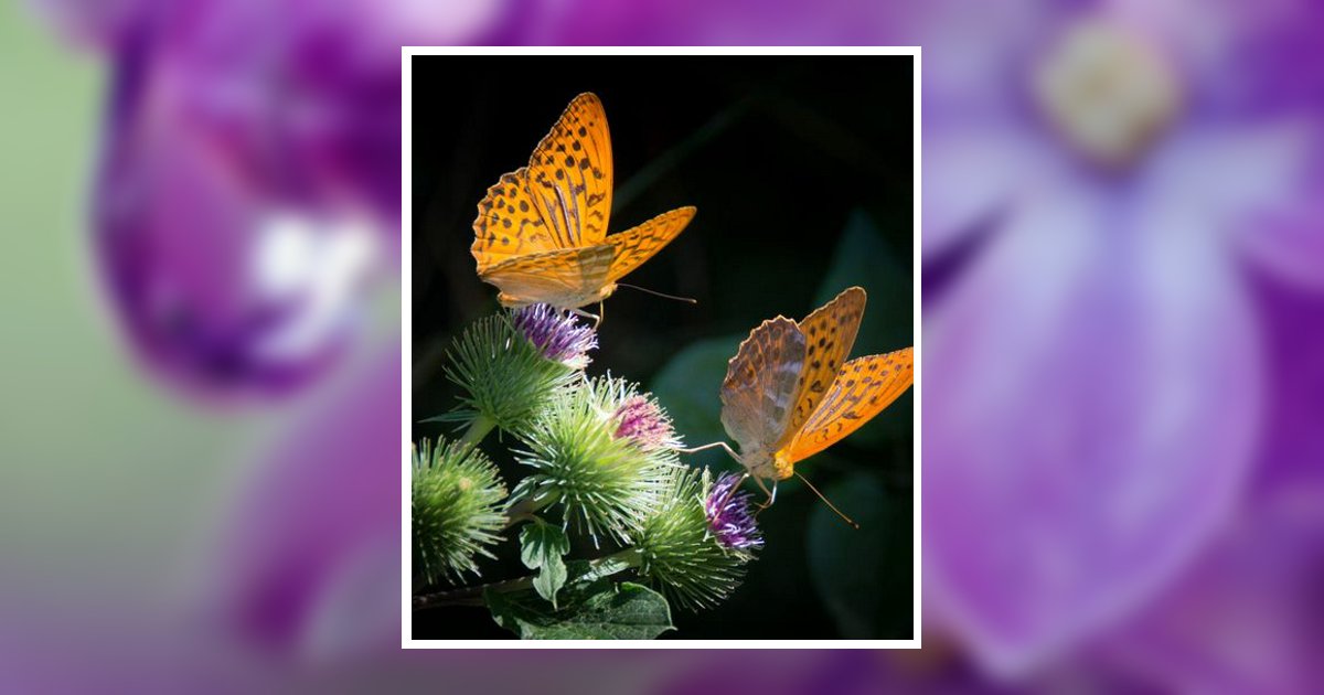 Therese Claire Hauber Obituary, Park Rapids, MN