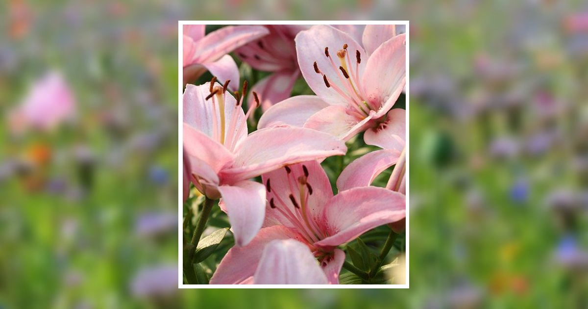 Alison Britt Obituary, Thomasville, GA
