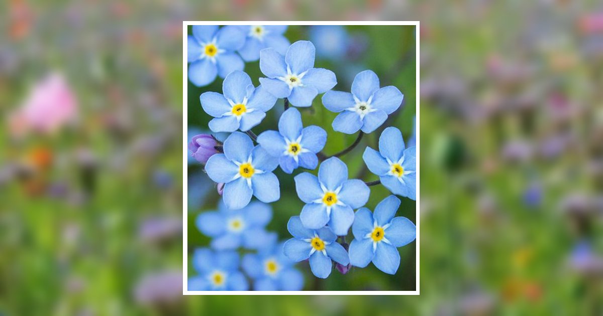 Julia Ann Nemecek Obituary, Colonial Heights, VA