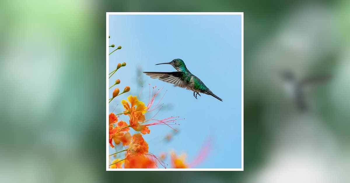 Nancy Harris Obituary, Jacksonville Beach, FL