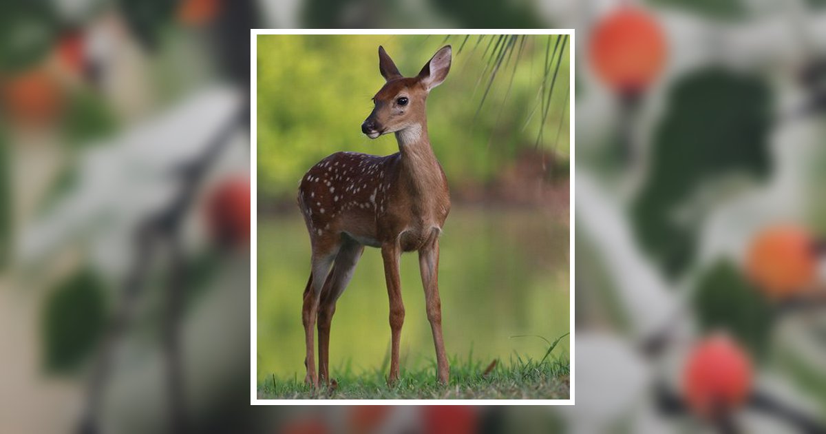 Picture Dave Palmer Noble Salem, OR Obituary