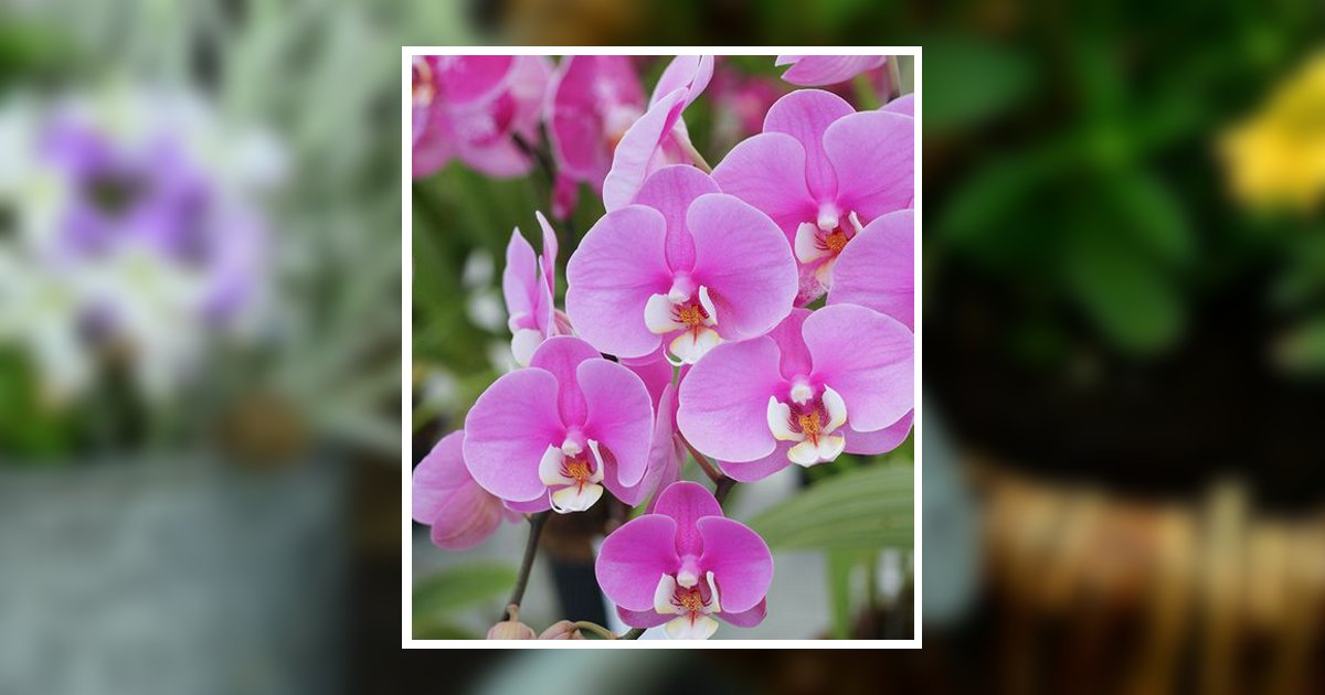 Rebecca Sue "Becky" Gill Ward Obituary, Hinton, WV