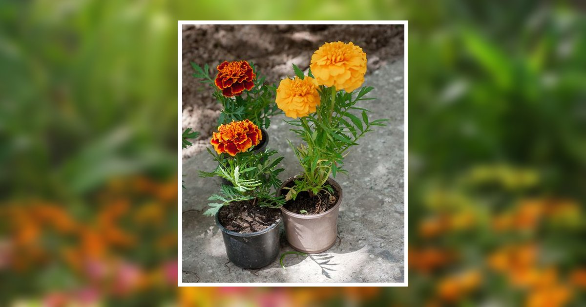 Cheryl Ball Oates Obituary, Graham, NC