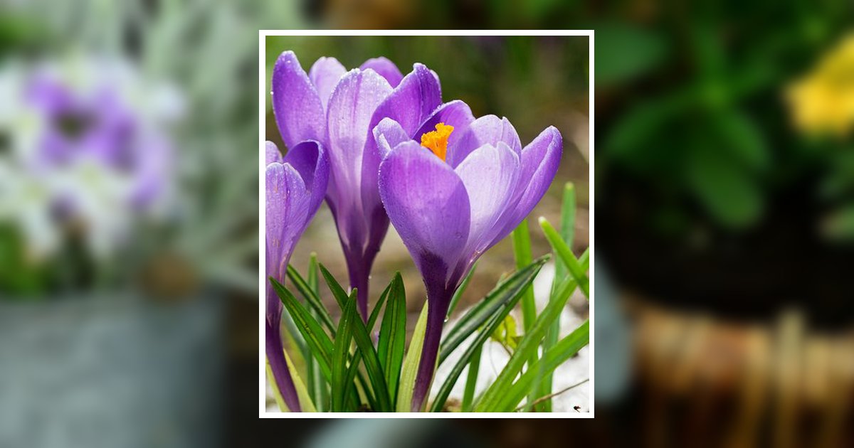 Debra Rydberg Little Obituary, Saltillo, MS