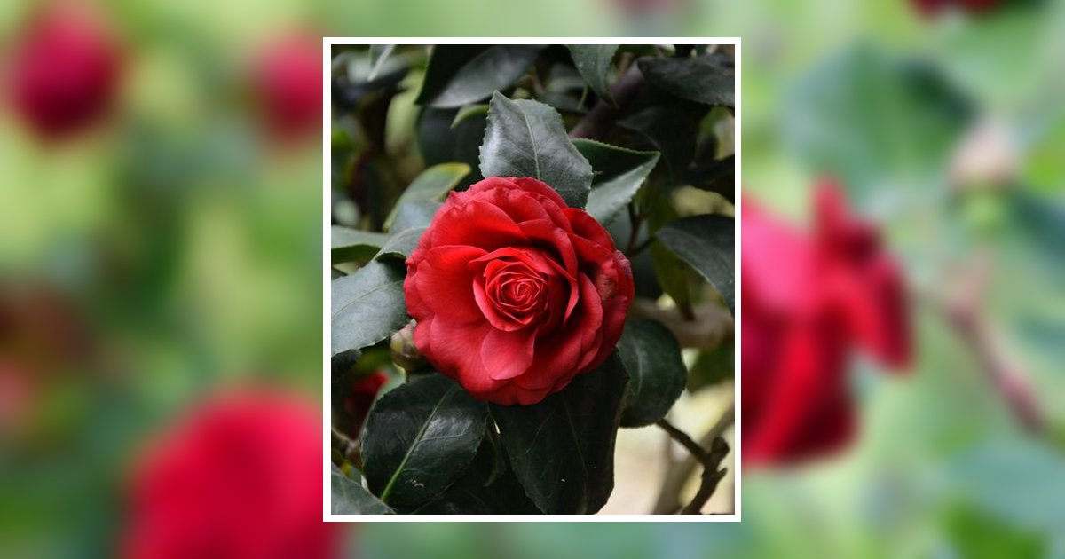 Teresa Johnson Obituary, Sun Prairie, WI