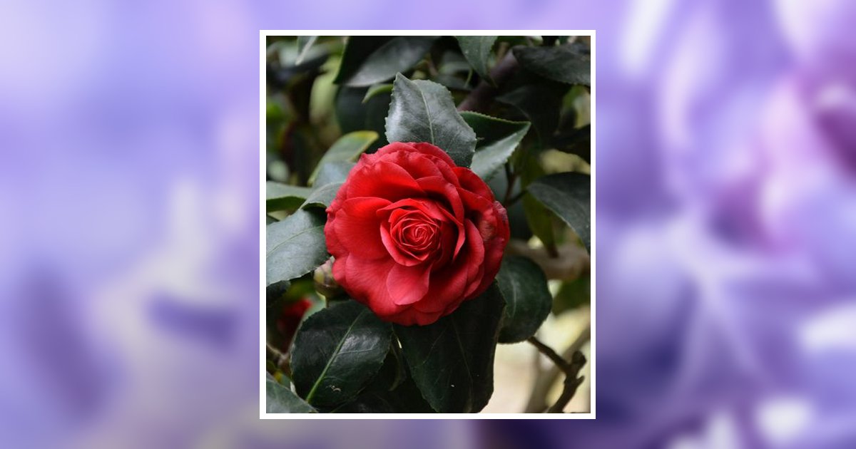 Louise Kramer Obituary, Detroit Lakes, MN
