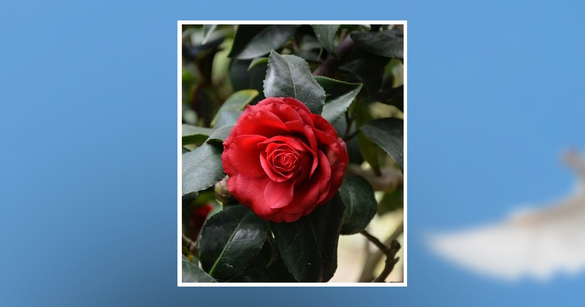 Nancy C. Martin Obituary, Shinglehouse, PA