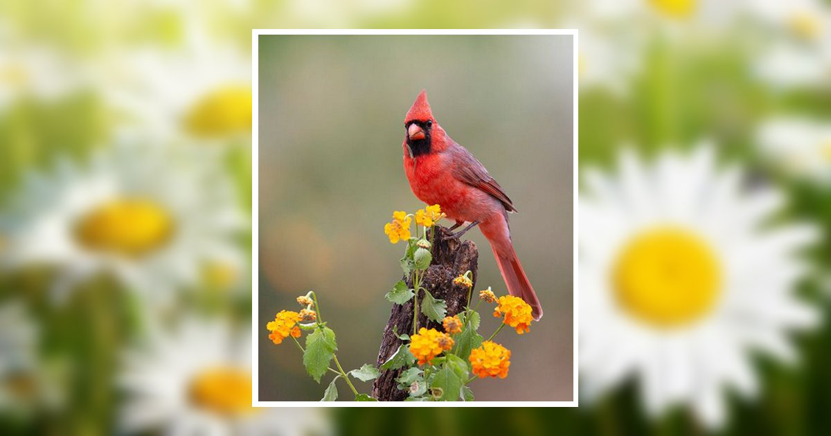 Lori Erisman West Alexandria, OH Obituary