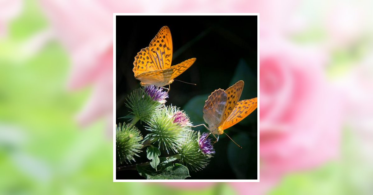 Diana Pena Obituary, Longwood, FL