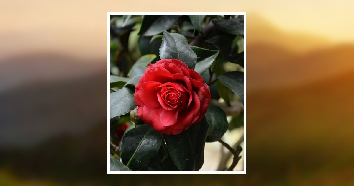 Shirley Mcvey Jennings Obituary, Petersburg, VA