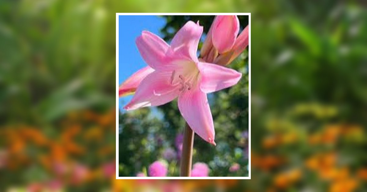 Beulah Mae Young Maddox Obituary, Albany, GA