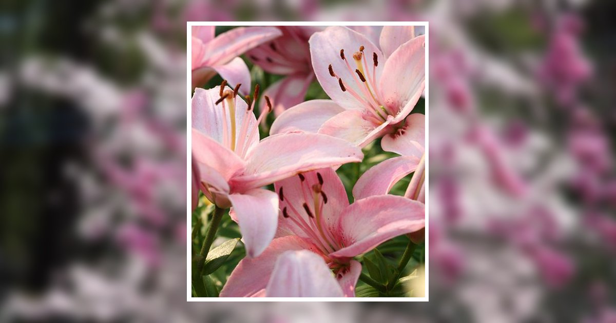 Robin Denise Lines Obituary, Idaho Falls, ID