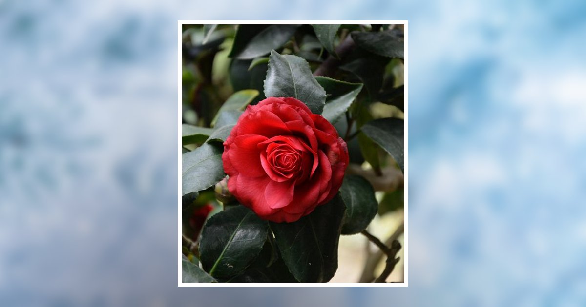 Kathern Arvedah Henry Obituary, Athens, TN