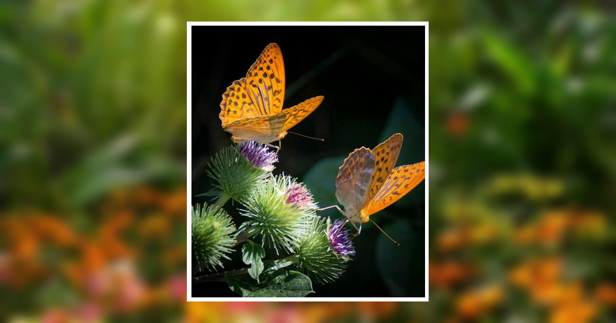 Sharon Sue Wampler Obituary, Key Largo, FL