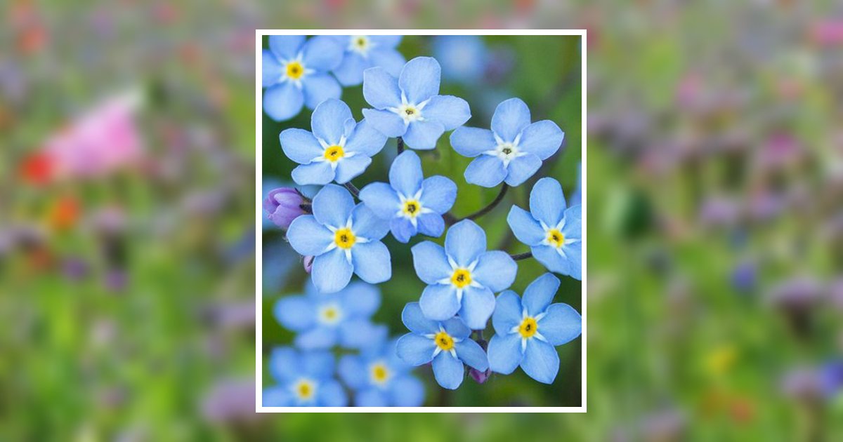 Susan Elston Obituary, Fergus Falls, MN