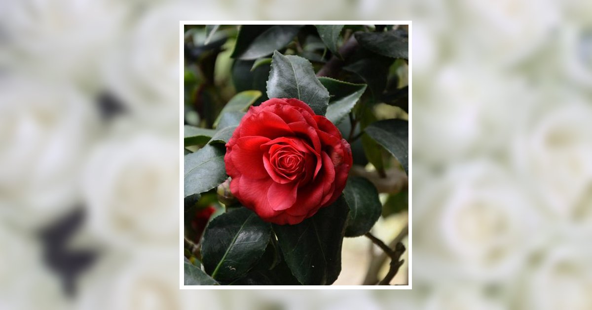 Margaret F. Giuffre Obituary, Curwensville, PA