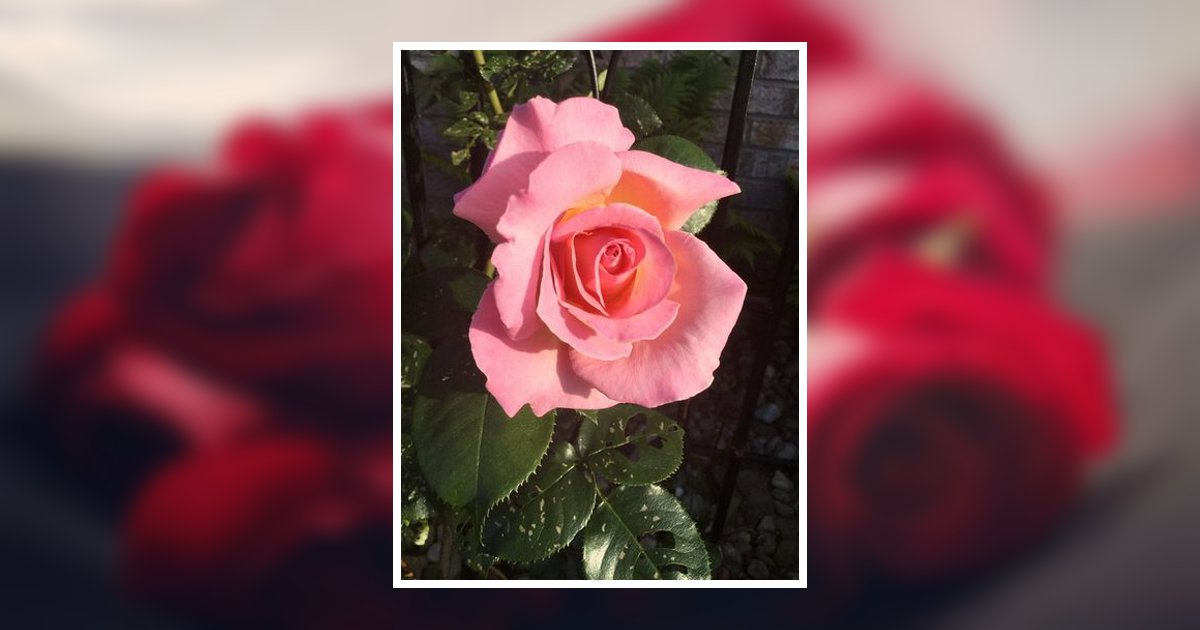 Carolyn S. Motola Obituary, Mifflinburg, PA