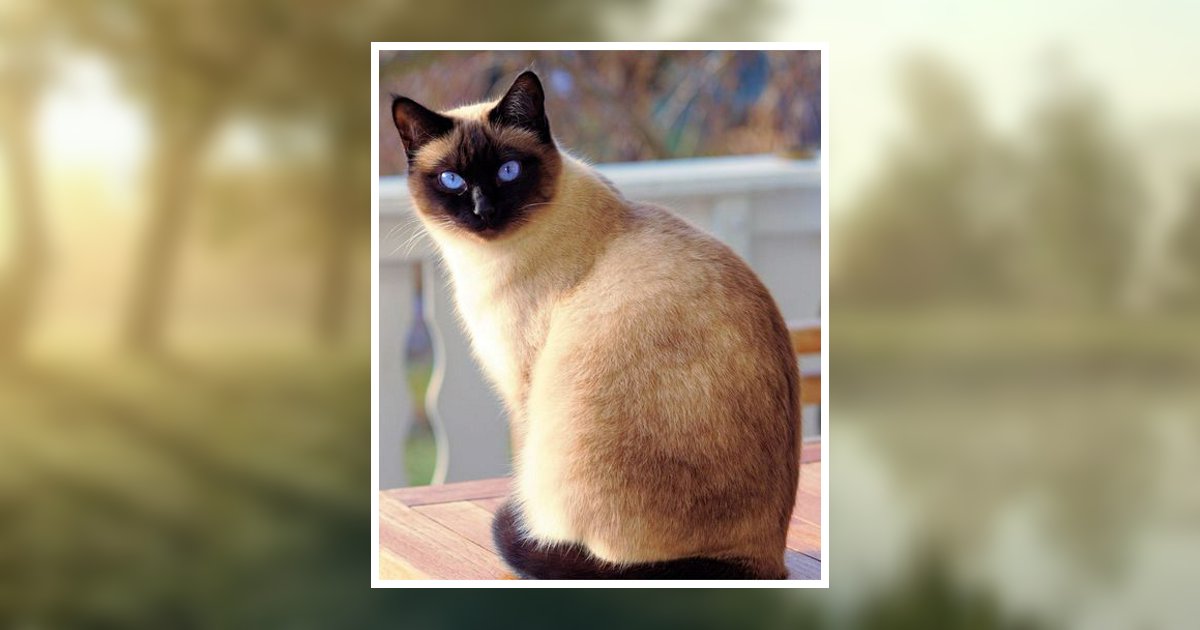 Betty Tesch Obituary, Seymour, WI