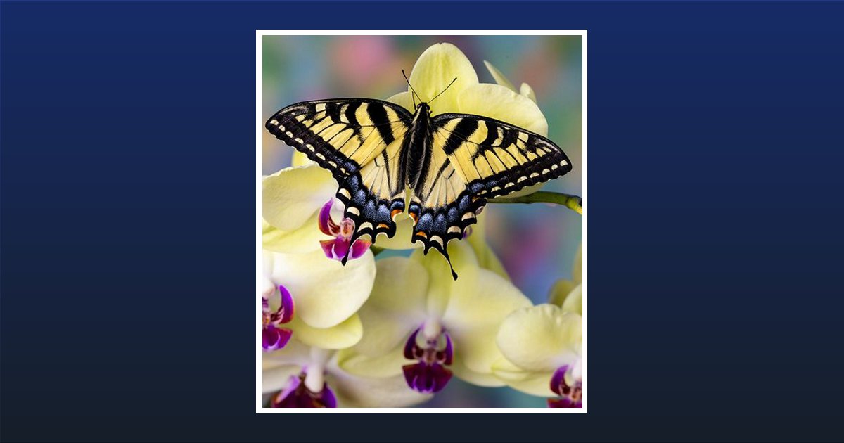 Linda Toureangeao Obituary, Raleigh, NC