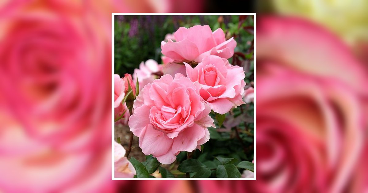 Elvira Hernandez Obituary, El Paso, TX