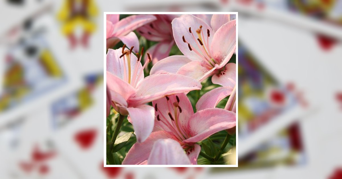 Dolores D. Manno Ridgway, PA Obituary