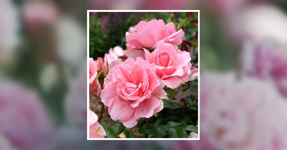 Patsy Ann Evans Cooksey Obituary, Savannah, TN