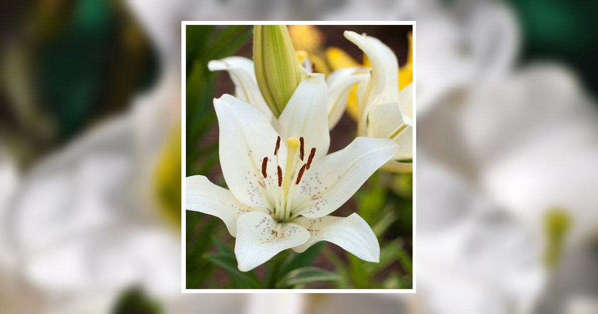 Alyssa Frances Harris Obituary, Tucson, AZ
