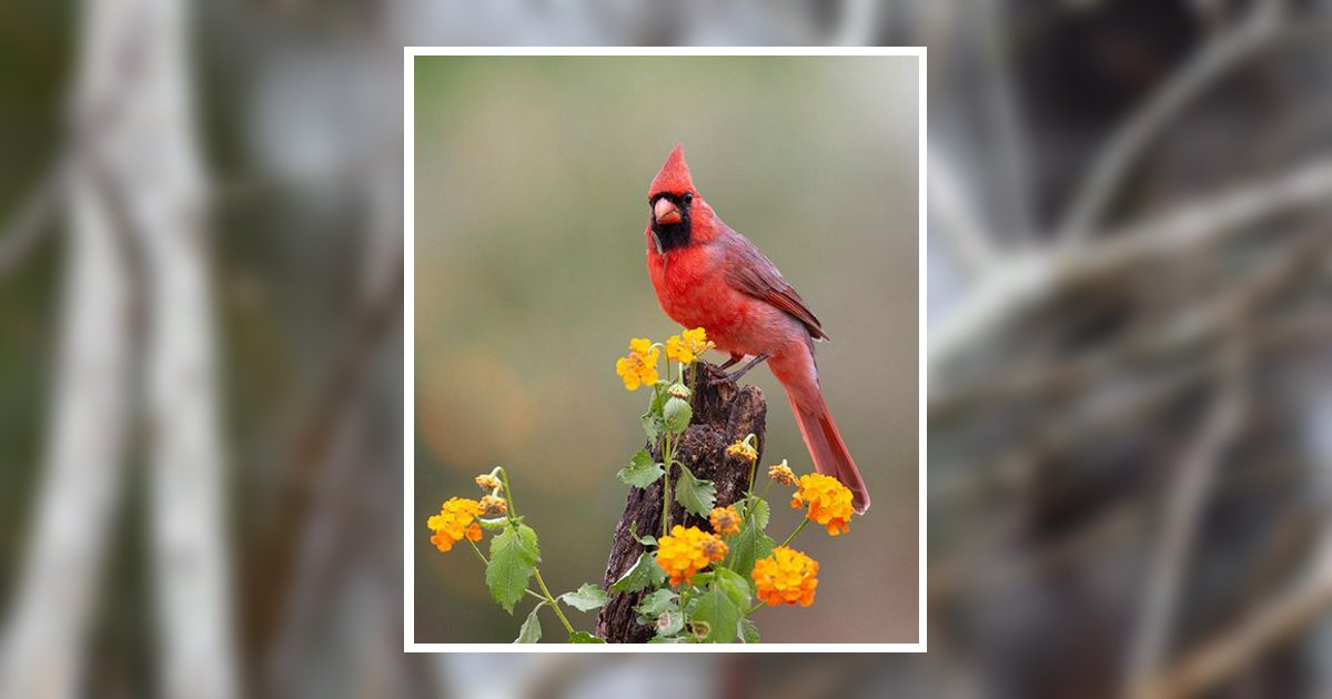 Joseph Gregory Sannizzaro Obituary, Live Oak, FL
