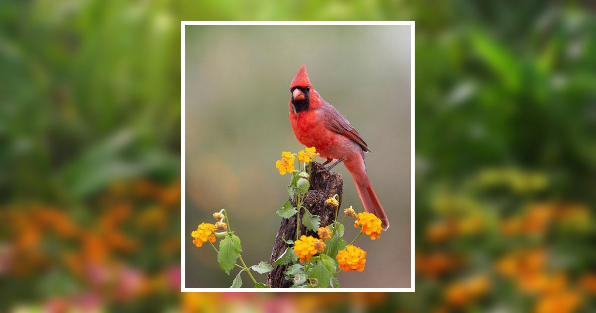 Lou Ann Bowles Kansas City, MO Obituary