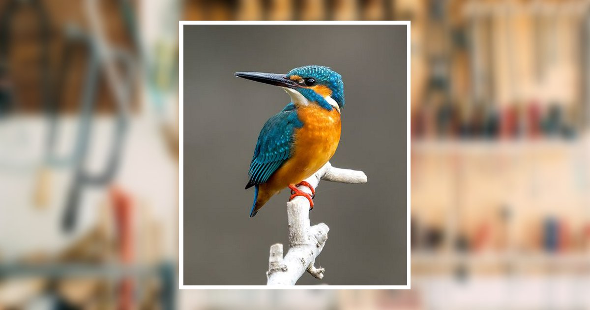 Norman William Bunting Jr. Obituary, Fairfield, OH