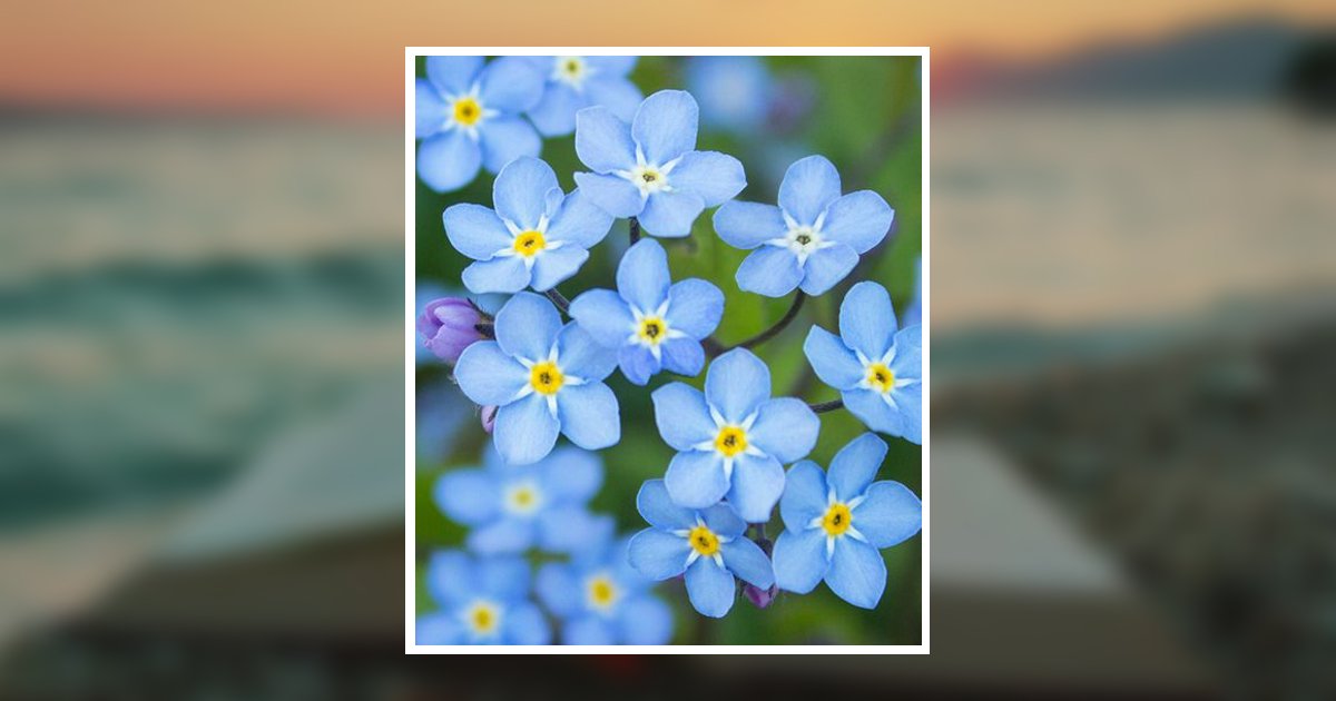 Sue Ann Davidson Obituary, Sebring, FL