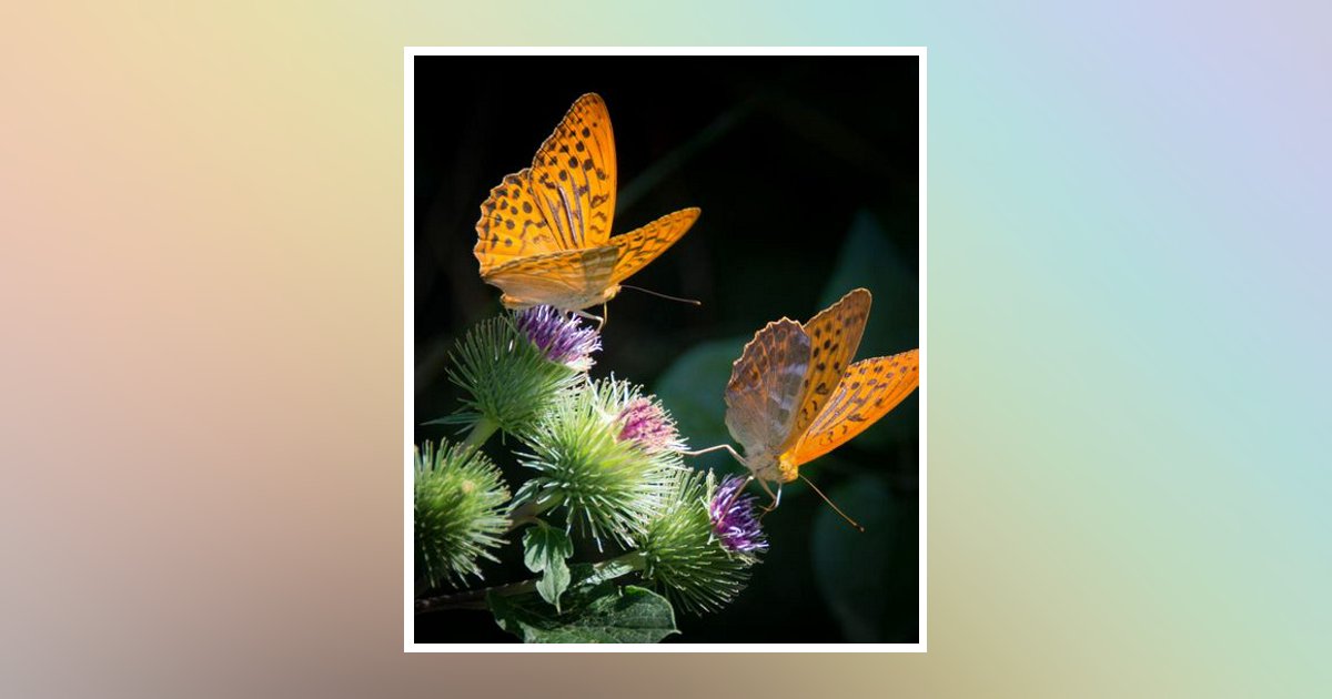 Selah G. Gali Obituary 2024 Mangano Family Funeral Homes, Inc.