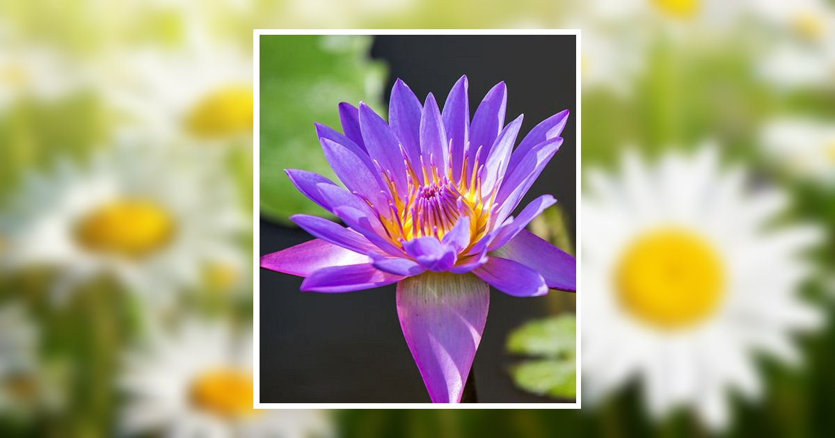 Patricia Louise Duquette