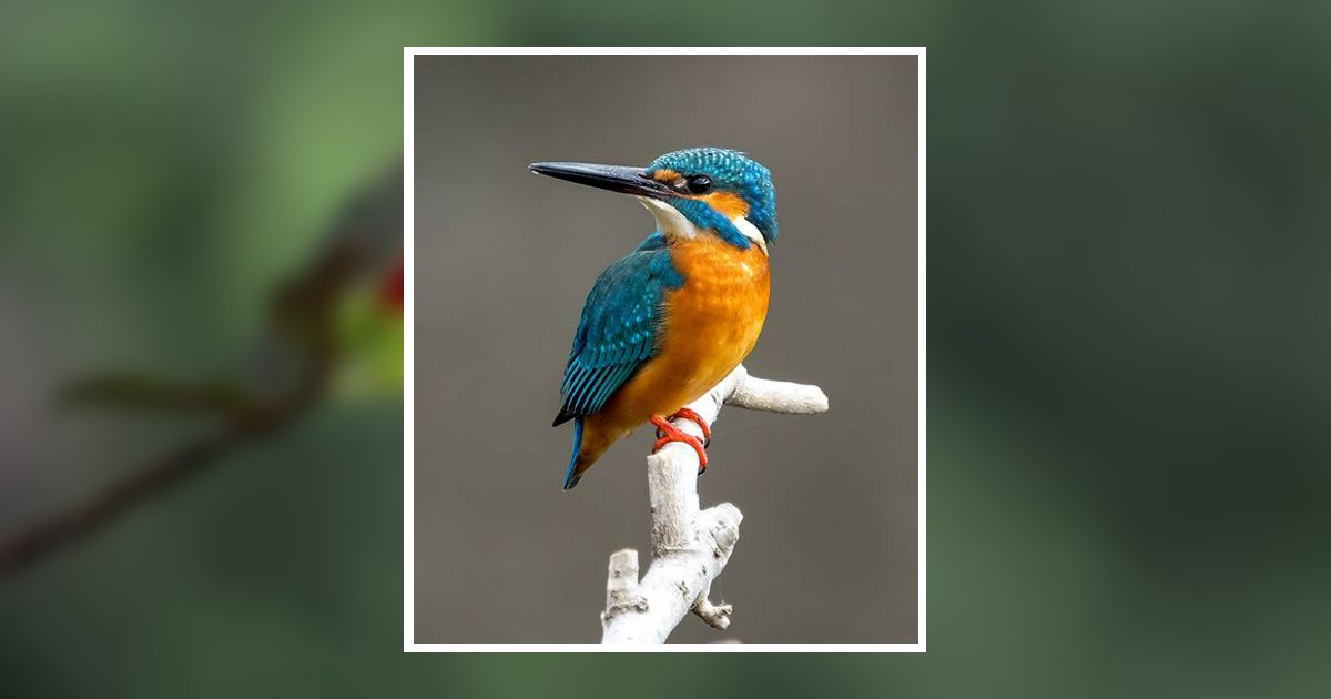 Dawn Michale Simpkins Obituary, Tuscaloosa, AL