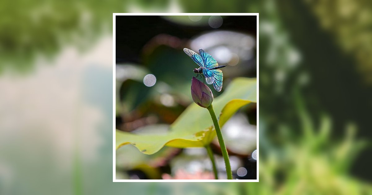 Jo A. (Daily) Livermore