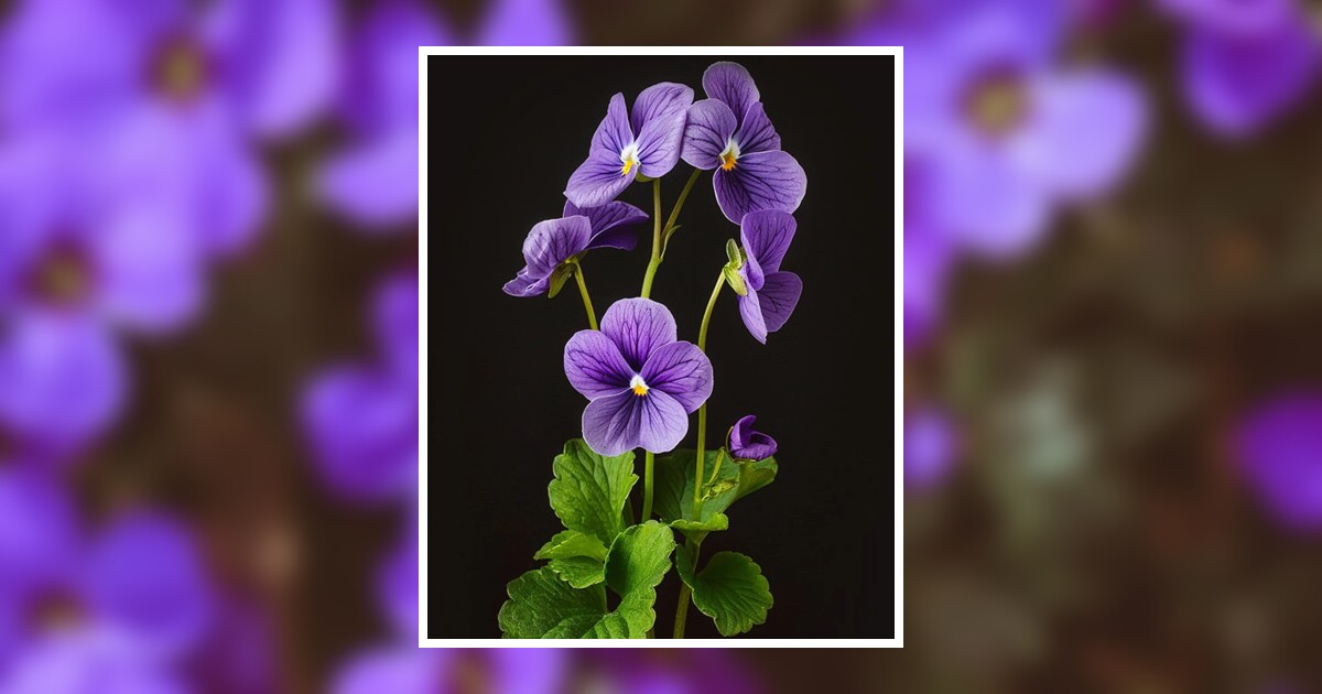 Violet Blackdeer Obituary 2024 – Companion Funeral & Cremation Service