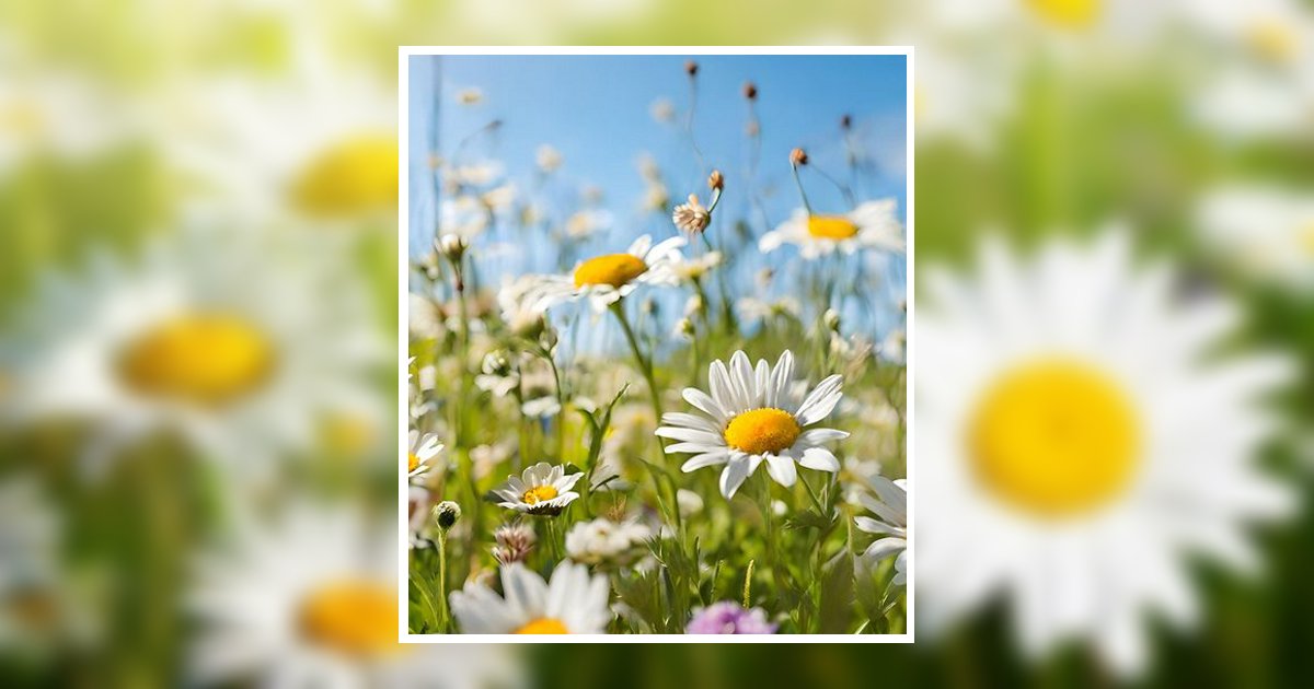 Picture Sally Tandy Johnson Cape Girardeau, MO Obituary