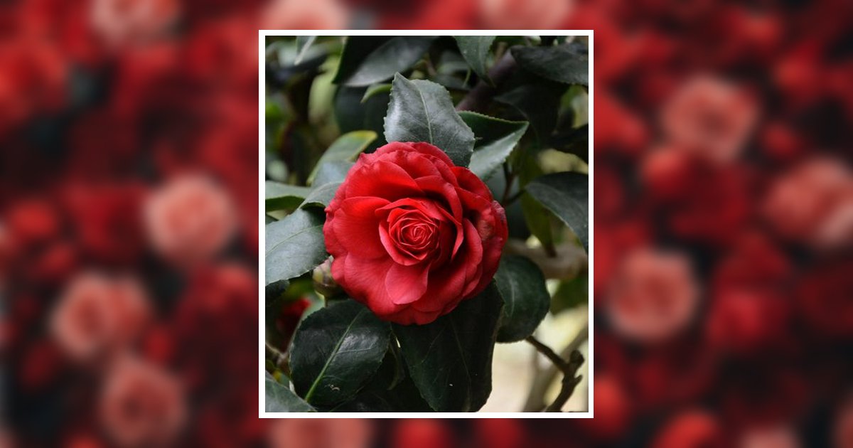 Crystal Marie Bardon Obituary, Bossier City, LA