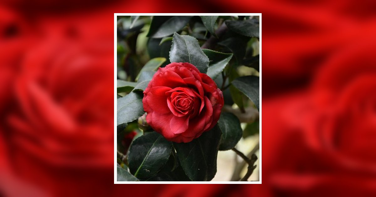 Rosemary Ann Martin Obituary, Prescott, AZ