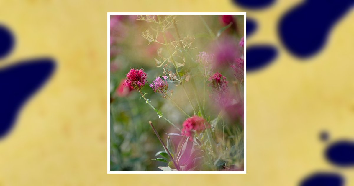 Debbie Mackie Hillsboro, OH Obituary