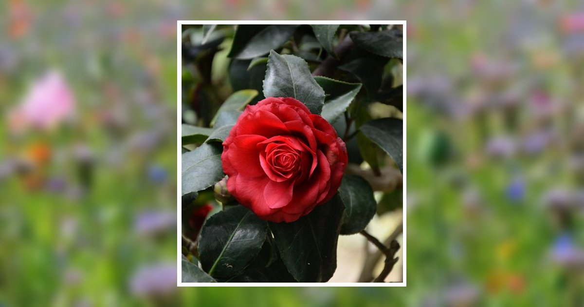 Roxanne Marie Sturm Obituary, Kaukauna, WI