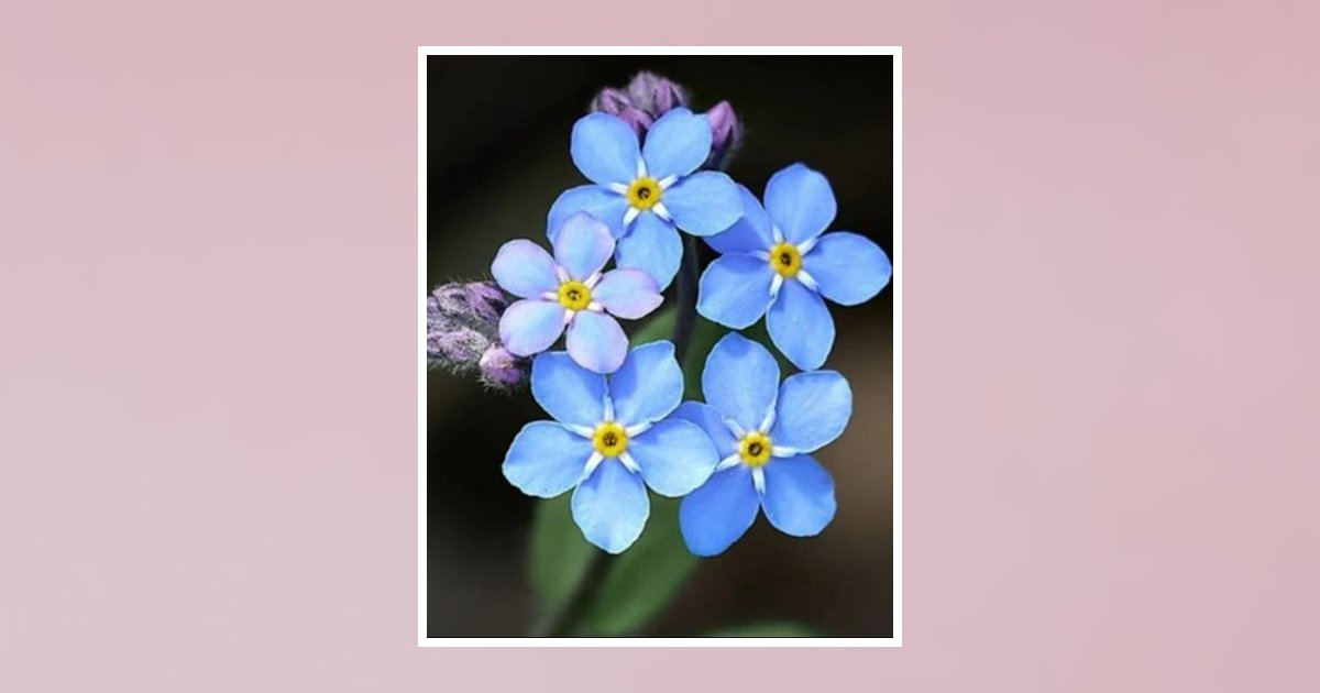 Lorelei Nancy Wrobbel Obituary, Albion, IL