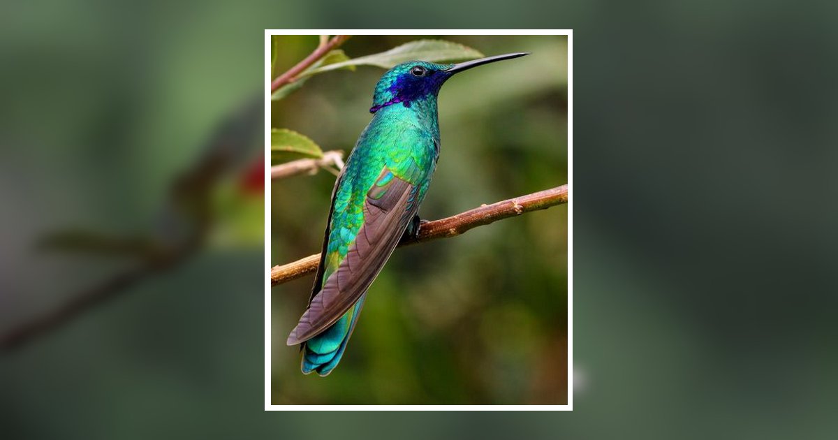 Christine Mitchell Obituary, Morehead City, NC