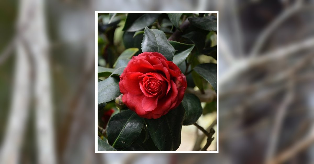 Kathleen Arterburn Obituary 2023 Hardy and Son Funeral Home